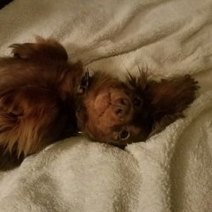 Meet your Posher, Kimber